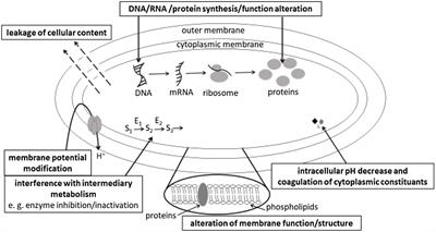 Phenolic-Rich Plant Extracts With Antimicrobial Activity: An Alternative to Food Preservatives and Biocides?